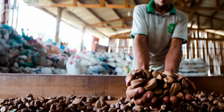 Cooperativas protagonizam novo momento para a sustentabilidade brasileira