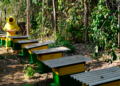 Projeto de apiário se alinha à agenda de sustentabilidade em cooperativa