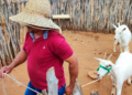 Cooperativa de agricultores familiares amplia resultados com crescente mercado de leite de cabra