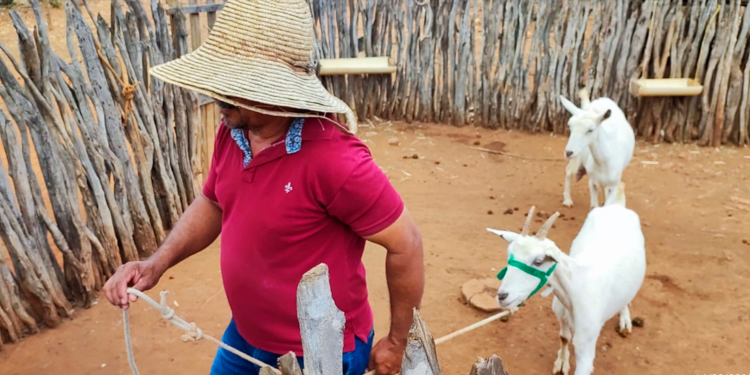 Cooperativa de agricultores familiares amplia resultados com crescente mercado de leite de cabra
