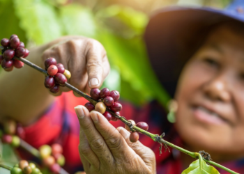 Cooperativa lança projeto para fortalecer mulheres no mercado de trabalho