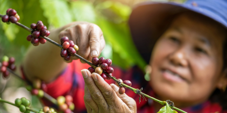 Cooperativa lança projeto para fortalecer mulheres no mercado de trabalho