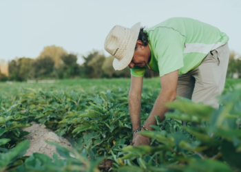 Parceria entre cooperativas vai facilitar crédito para o produtor rural