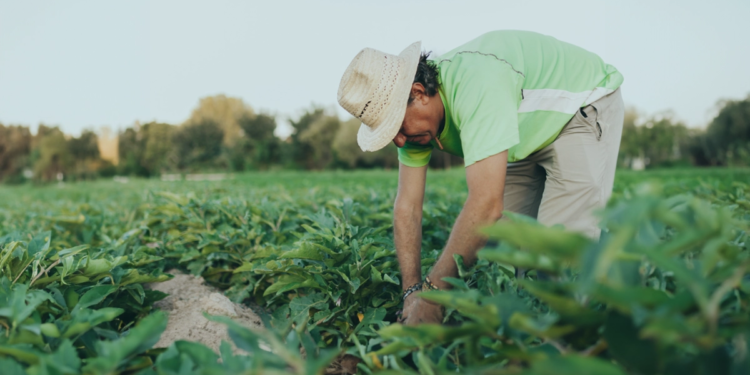 Parceria entre cooperativas vai facilitar crédito para o produtor rural