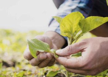 Agricultura Inteligente revoluciona produção nas cooperativas brasileiras