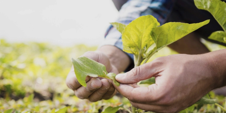 Agricultura Inteligente revoluciona produção nas cooperativas brasileiras