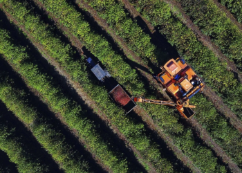 Cooperativa negocia café produzido com Biochar com empresa do Japão