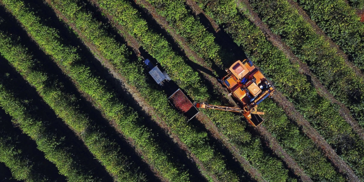 Cooperativa negocia café produzido com Biochar com empresa do Japão