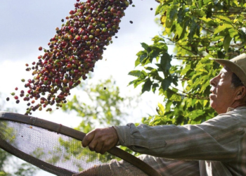 Parceria entre cooperativas vão impulsionar financiamento da cafeicultura