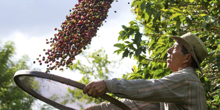 Parceria entre cooperativas vão impulsionar financiamento da cafeicultura