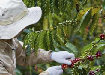 Cooperativa lança primeiro café industrializado com produção de baixo carbono