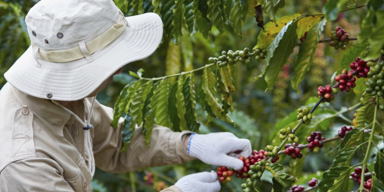 Cooperativa lança primeiro café industrializado com produção de baixo carbono