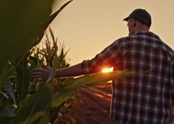 Cooperativas de crédito aumentam participação no financiamento do crédito rural