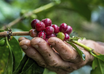 Cooperativa de café é a primeira cooperativa do Brasil a conquistar Selo Ouro de inventário de carbono