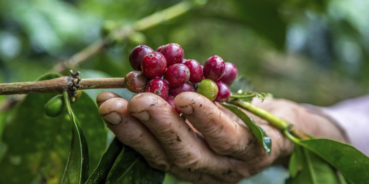 Cooperativa de café é a primeira cooperativa do Brasil a conquistar Selo Ouro de inventário de carbono