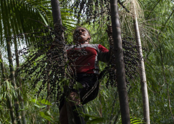 Cooperativa é referência em atividade sustentável na Amazônia