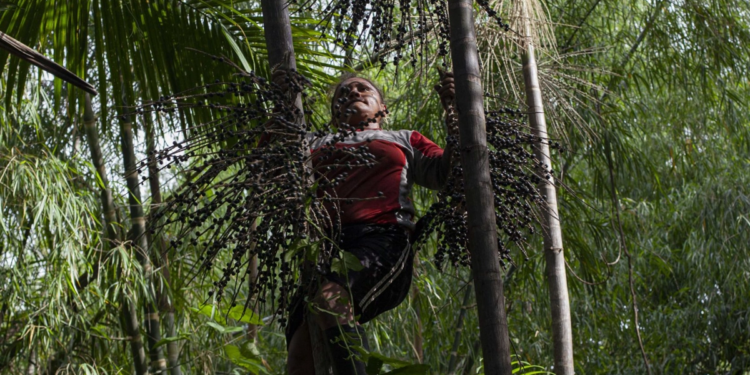 Cooperativa é referência em atividade sustentável na Amazônia