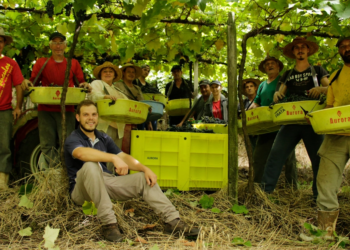 Setor agrícola é estratégico para o desenvolvimento social e econômico da Cooperativa Vinícola Aurora