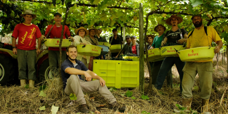 Setor agrícola é estratégico para o desenvolvimento social e econômico da Cooperativa Vinícola Aurora