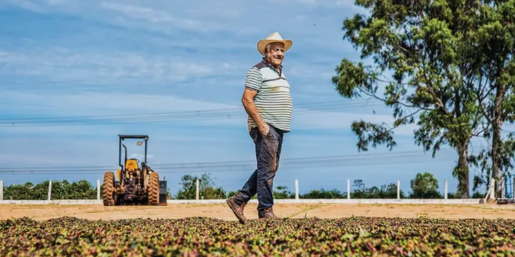 Cooperativas se destacam no Plano Safra e crédito rural registra crescimento anual