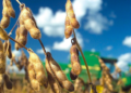 Cooperativa espera que associados semeiem 112 mil hectares de soja