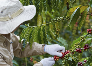 Cooperativa lança projeto para pagar por descarbonização na cadeia do café