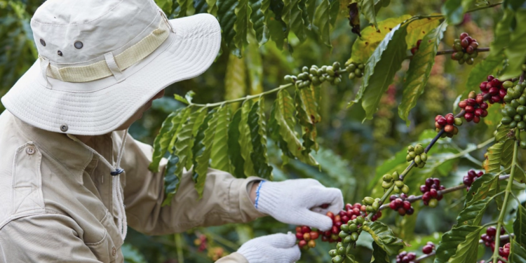 Cooperativa lança projeto para pagar por descarbonização na cadeia do café