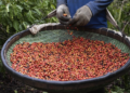 Cooperativa exporta café conilon para a Índia pela primeira vez