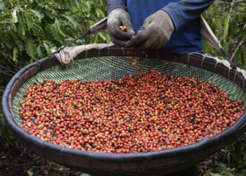 Cooperativa exporta café conilon para a Índia pela primeira vez