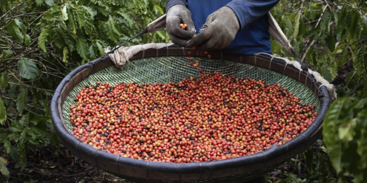 Cooperativa exporta café conilon para a Índia pela primeira vez