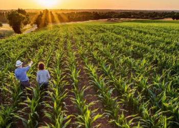 BNDES financia modernização do agronegócio e impulsiona sustentabilidade no setor