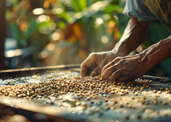 Entidades querem visibilidade internacional à sustentabilidade dos cafés capixabas