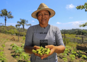 Cooperativas de crédito aumentam rentabilidade no campo