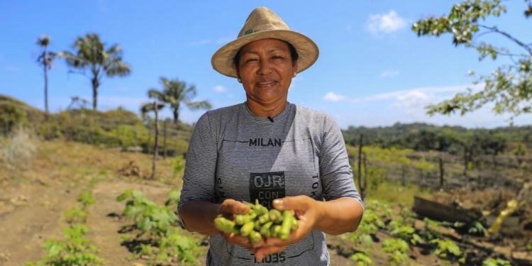 Cooperativas de crédito aumentam rentabilidade no campo