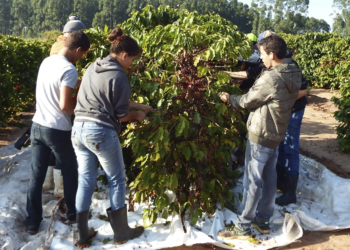 Parceria vai impulsionar a profissionalização da cafeicultura em Rondônia