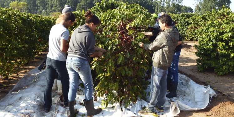 Parceria vai impulsionar a profissionalização da cafeicultura em Rondônia