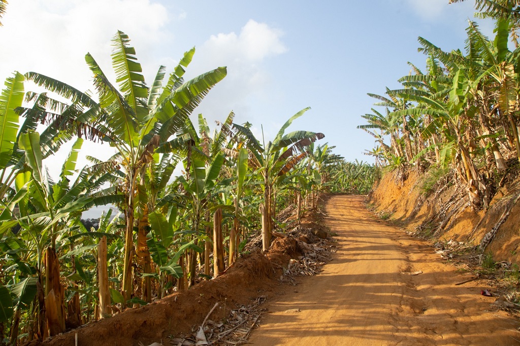 plantacao banana cariacica FotoLeonardoSa