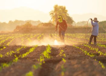 Cooperativismo agrícola se consolida como motor de desenvolvimento sustentável e social