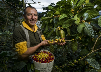 Cooperativa é reconhecida pelo MAPA por Protocolo de Sustentabilidade