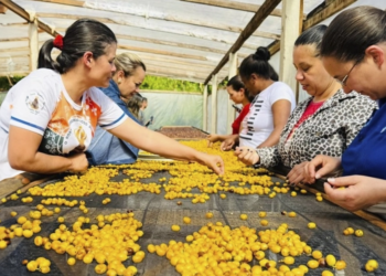 Projeto valoriza o protagonismo feminino no café em 22 cidades capixabas