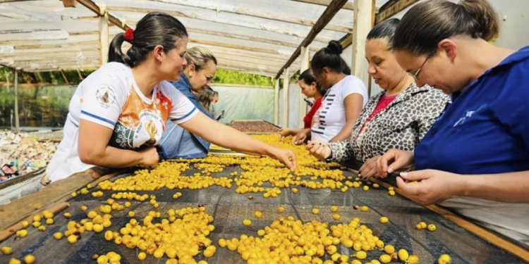 Projeto valoriza o protagonismo feminino no café em 22 cidades capixabas