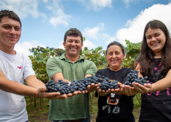 Parceria entre cooperativas gera suco de uva diferenciado e fortalece viticultura familiar