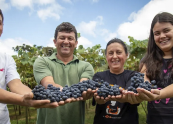 Parceria entre cooperativas paranaenses gera suco de uva especial