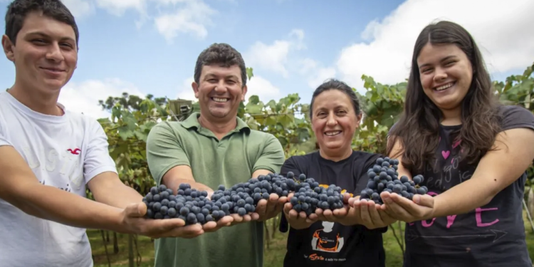 Parceria entre cooperativas paranaenses gera suco de uva especial