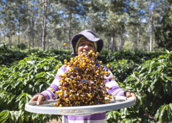 São Paulo passará a comprar café diretamente de cooperativas de agricultura familiar