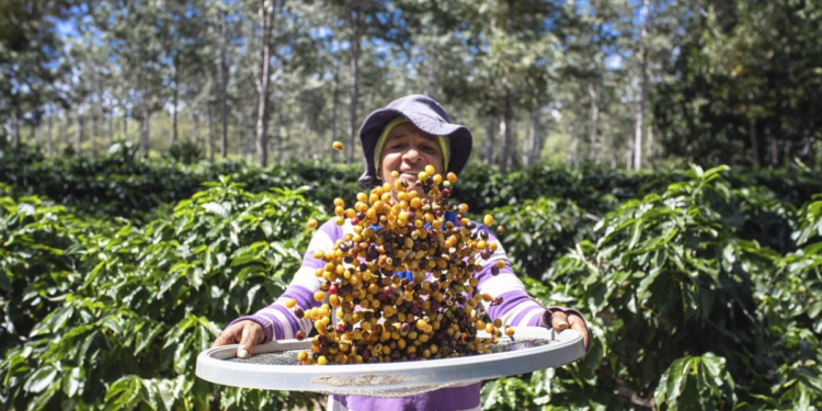 São Paulo passará a comprar café diretamente de cooperativas de agricultura familiar