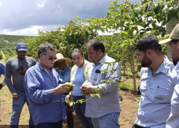 Projeto desenvolvido por cooperativas agrícolas faz primeira colheita de frutas