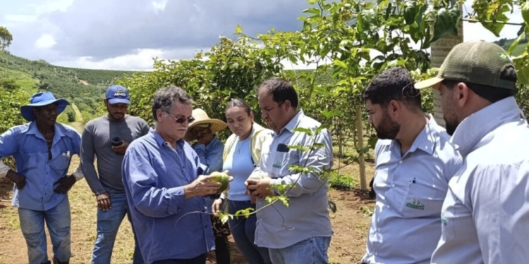 Projeto desenvolvido por cooperativas agrícolas faz primeira colheita de frutas