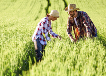 Projeto cria programa que facilita acesso ao seguro na área rural