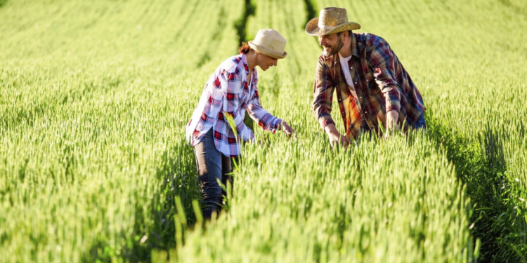 Projeto cria programa que facilita acesso ao seguro na área rural